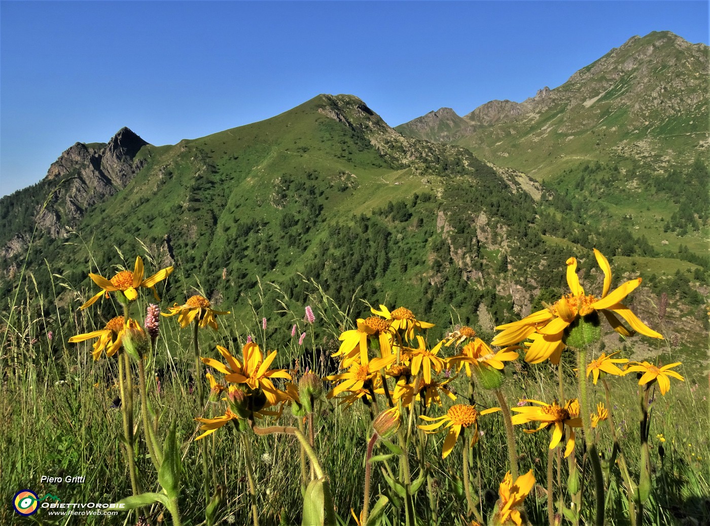 10 Arnica montana (Arnica) con Mincucco a sx e Ponteranica a dx.JPG